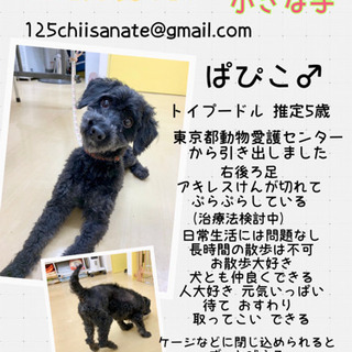 9月1日譲渡会★保健所からレスキューの犬たち