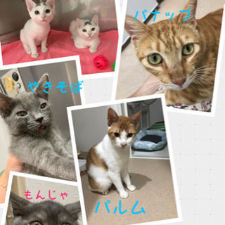 9月1日譲渡会★保健所からレスキューの猫たち