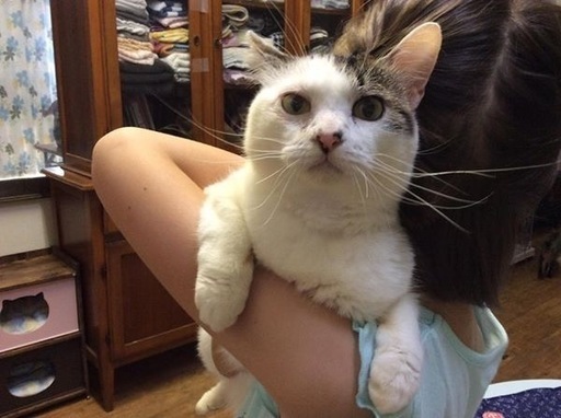 人が大好き 健気な1歳女の子 くろまる 久里浜の猫の里親募集 ジモティー