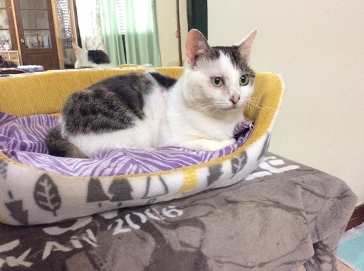 人が大好き 健気な1歳女の子 くろまる 久里浜の猫の里親募集 ジモティー