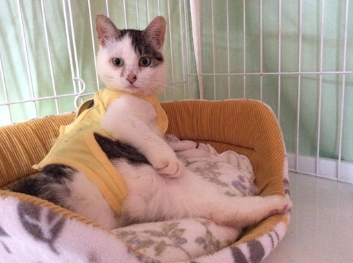 人が大好き 健気な1歳女の子 くろまる 久里浜の猫の里親募集 ジモティー