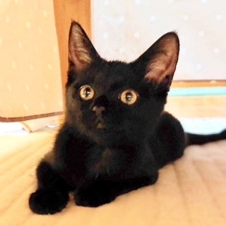 黒猫のタンゴ。