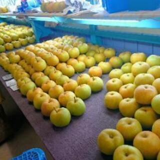 梨直売所での選果作業です。
