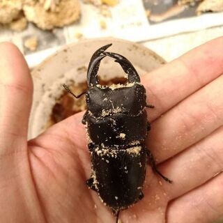 オオクワガタ 能勢SR 同腹ペア (84.7×54.5)