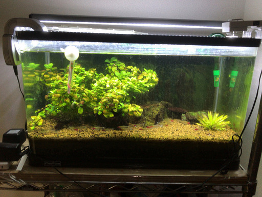 0円 60cm水槽と熱帯魚あげます 取りに来てください Yah5963 江東のその他の中古あげます 譲ります ジモティーで不用品の処分