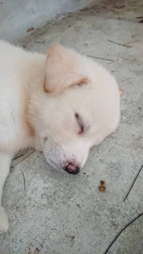 保健所で出産 元気な子犬白 ポスティング部 観音寺の犬の里親募集 ジモティー