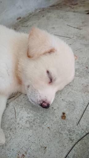 保健所で出産 元気な子犬白 ポスティング部 観音寺の犬の里親募集 ジモティー 保健所で出産 元気な子犬白 ポスティング部 観音寺の犬の里親募集 ジモティー
