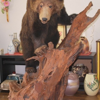 小熊の剥製 北海剥製標本社製 高さ110cm 取りに来られる方限定