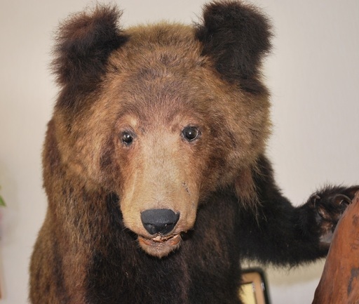 小熊の剥製 北海剥製標本社製 高さ110cm 取りに来られる方