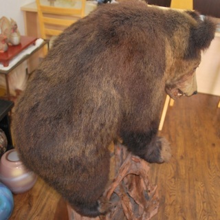 クマの剥製 クマの剥製