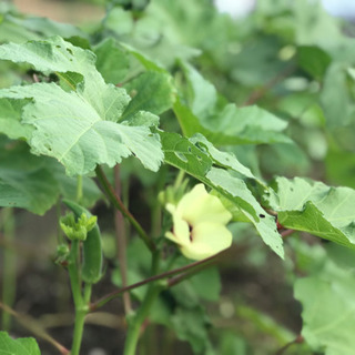 無肥料 無農薬 自然農 野菜作りメンバー募集します。