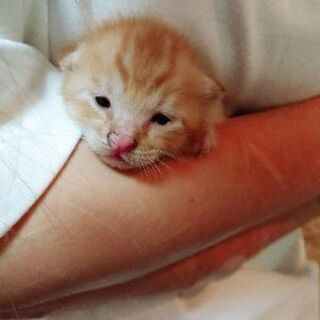 【里親募集】1ヶ月弱くらいの垂れ耳の子猫