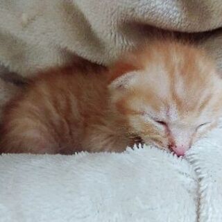 【里親募集】1ヶ月弱くらいの垂れ耳の子猫 - 米子市