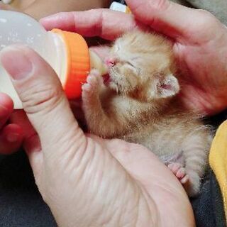 【里親募集】1ヶ月弱くらいの垂れ耳の子猫 − 鳥取県