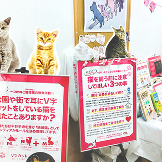 ねこの譲渡会&ミニ地域猫パネル展(=^・・^=) − 兵庫県