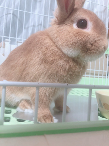 ネザーランドドワーフ ロップイヤー 雑種 2才の ここな 静岡のその他の里親募集 ジモティー