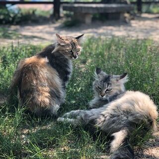 同世代のお友達を募集しています☕🐈