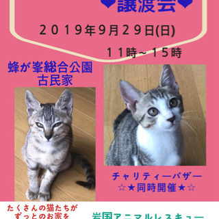 🐱🐱保護猫の譲渡会In山口県🐱🐱