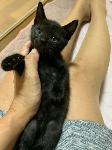 推定１才未満の黒母猫と7 4生まれの子猫 綾野 あざみ野の猫の里親募集 ジモティー