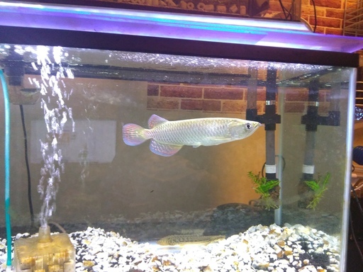熱帯魚　ノーザンバラムンディ　ポリプテルスラプラディ