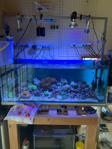 サンゴ水槽一式