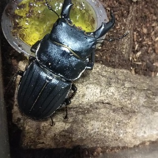 スジブトヒラタクワガタ新成虫 ペア オオクワおじさん 石神井公園のその他の中古あげます 譲ります ジモティーで不用品の処分 スジブトヒラタクワガタ新成虫 ペア オオクワおじさん 石神井公園のその他の中古あげます 譲ります ジモティーで不用品の処分