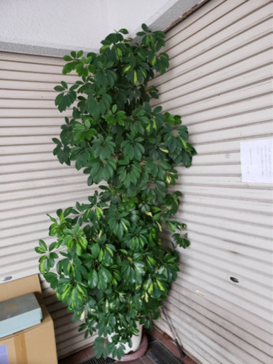植木 カポック