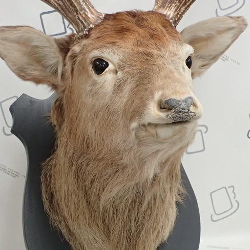 ハンティングトロフィー 鹿の剥製 頭部 角 80巾 札幌 Asty 石山通のインテリア雑貨 小物 その他 の中古あげます 譲ります ジモティーで不用品の処分