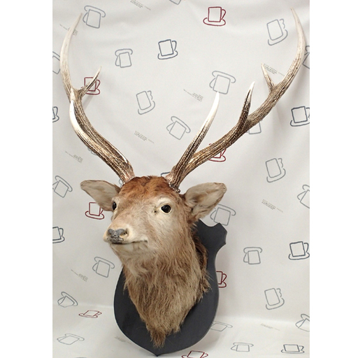 ハンティングトロフィー 鹿の剥製 頭部 角 80巾 札幌 Asty 石山通のインテリア雑貨 小物 その他 の中古あげます 譲ります ジモティーで不用品の処分