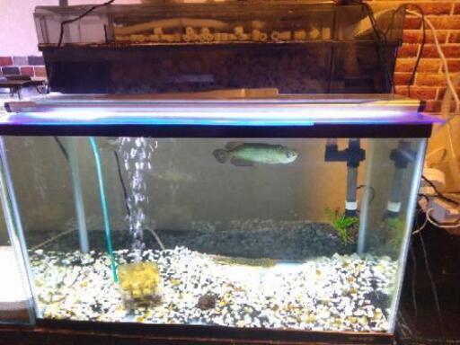 60cm水槽セット