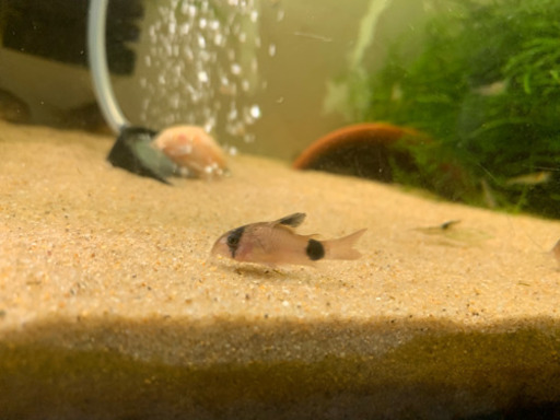 受付終了 無料 大至急 熱帯魚とメダカ エビ水槽など一式 すぅすぅ 京成稲毛のその他の中古あげます 譲ります ジモティーで不用品の処分 受付終了 無料 大至急 熱帯魚とメダカ エビ水槽など一式 すぅすぅ 京成稲毛のその他の中古あげます 譲ります ジモティーで不用品の処分