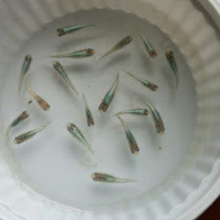 「みゆきスーパーブルー光メダカ」の若魚１８匹＋水草 