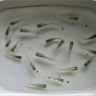 「みゆきスーパーブルー光メダカ」の若魚２０匹＋水草 