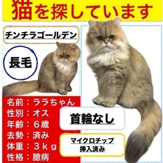 ララちゃん行方不明に。長毛猫でオスです。