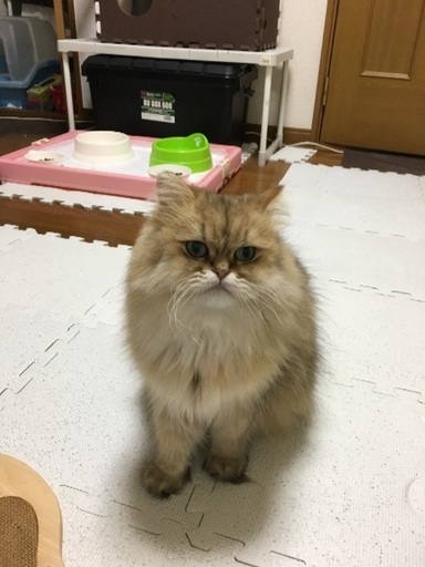 ララちゃん行方不明に 長毛猫でオスです O Sa 京王多摩センターの手伝って 助けての助け合い ジモティー ララちゃん行方不明に 長毛猫でオスです O Sa 京王多摩センターの手伝って 助けての助け合い ジモティー