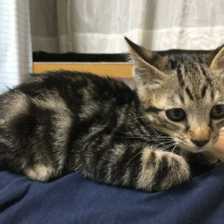 【トライアル決定】マーブル模様の男の子 - 猫