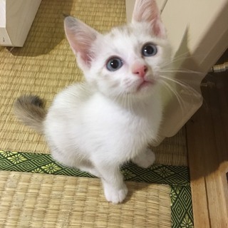 若く美しい母猫と、白い子猫 - 福岡市