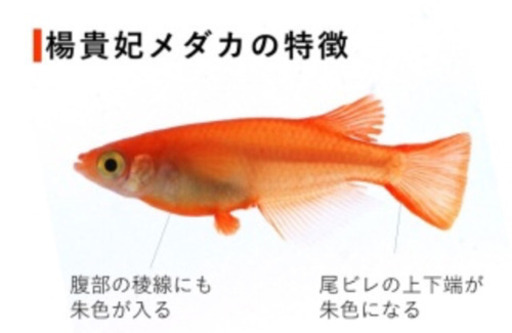 楊貴妃メダカ皇帝メダカの幼魚をお譲り致します すずちぃ 本八幡のその他の中古あげます 譲ります ジモティーで不用品の処分