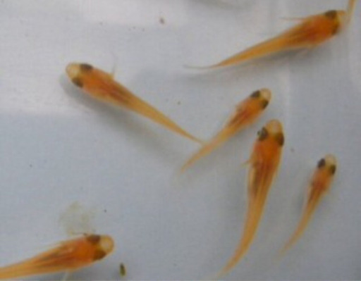 楊貴妃メダカ皇帝メダカの幼魚をお譲り致します すずちぃ 本八幡のその他の中古あげます 譲ります ジモティーで不用品の処分