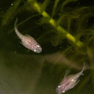 激レア】三色ラメダルマメダカ