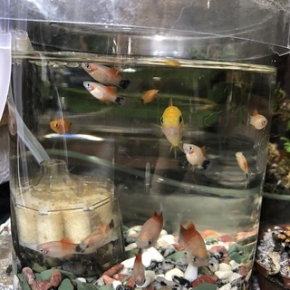 熱帯魚ミッキーマウスプラティ ５匹 Urico 戸塚安行のその他の中古あげます 譲ります ジモティーで不用品の処分