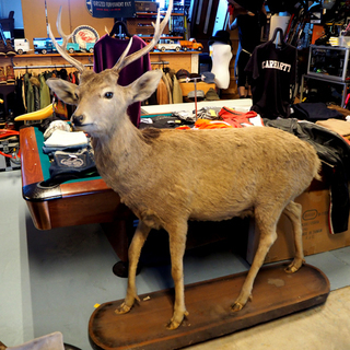 鹿の剥製 苫小牧～◇エゾシカ 鹿 鹿剥製 台座付き◇