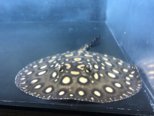 淡水エイ ブラックダイアモンド ♀