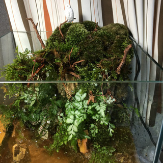 コケリウム・アクアテラリウム 完成品！30㎝水槽