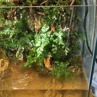 コケリウム・アクアテラリウム 完成品！30㎝水槽