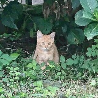 元気な子猫です