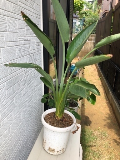 観葉植物 オーガスタ ストレチア レギネ キコキコ 北信太のその他の中古あげます 譲ります ジモティーで不用品の処分