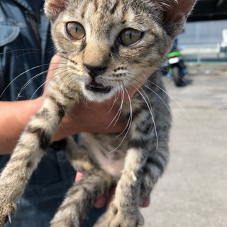 会社の敷地で保護しました！子猫です。の画像