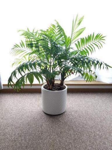 観葉植物テーブルヤシ室内管理 ほっぴー 寺尾の家具の中古あげます 譲ります ジモティーで不用品の処分