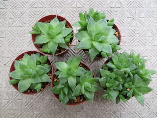 多肉植物ハオルチア宝草 かつ 熊本のその他の中古あげます 譲ります ジモティーで不用品の処分 多肉植物ハオルチア宝草 かつ 熊本のその他の中古あげます 譲ります ジモティーで不用品の処分